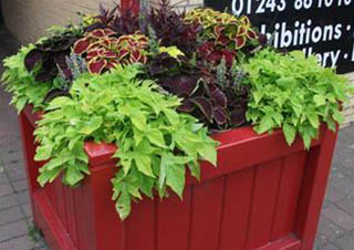 Plants in Red Pot