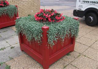 Red Flowers